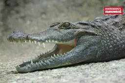 _Krokodil