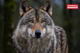 _wolf