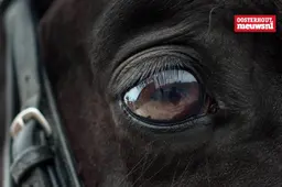 _Paard oog