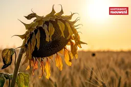 _Zonnebloem hitte