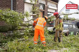_Boom dorst_7