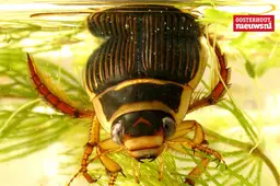 _Geelgerande watertor_