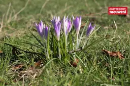 _Krokus