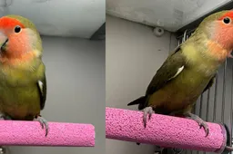 kiwi 20857 2