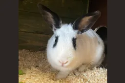 mango 1