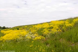bloemenpracht langs de dijk