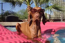 dog pool julie holmes