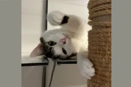 tutie nieuw 1