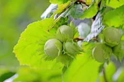 Hazelnootboom Myriams-Fotos Pixabay