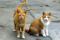 katten JosepMonter Pixabay