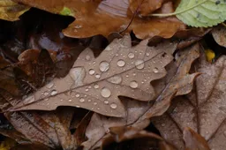 Regeldruppels herfst t3ddy4rt Pixabay