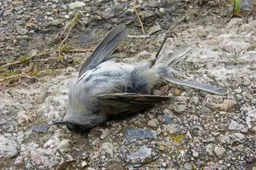 Dode vogel makamuki0 Pixabay