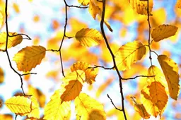 Herfst cocoparisienne Pixabay