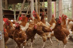 kippen-in-hop-jagarga-pixabay