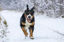 hond in de sneeuw Bieniu94 Pixabay