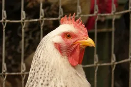 Kip, makumuki0, Pixabay