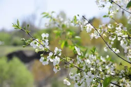 spring-g426786d50-1920-lente