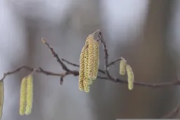 Els, pollen AnnaIlarionova Pixabay