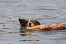 Hond in het water Elina Volkova Pexels