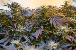 Weed, Future Filmworks, pixabay