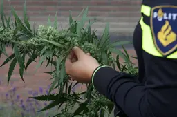 agent heeft hennepplant in handen