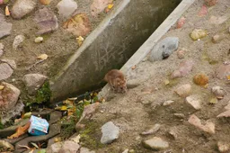 rat-3752866_1280