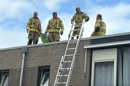 Kat heelsum 1