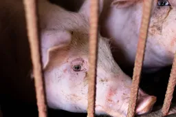 varkens wakker dier dierendag