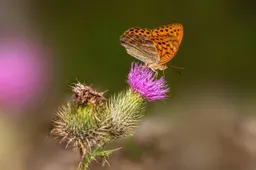 Zilvervlek Erik_Karits Pixabay