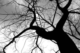 Grijs cocoparisienne Pixabay