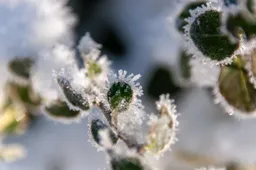 Koud wal_172619 Pixabay