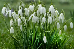 Galanthus-0108