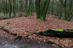 341306_p2 Grafheuvel Spechtlaan - Rijksdienst voor Cultureel Erfgoed