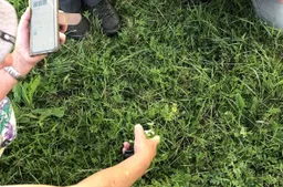 Foto Wilde Plantencursus _ Welke plant is dat