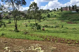 Mensen op groentenfarm Nairobi