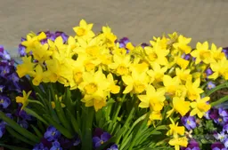 Narcissen, voorjaar (1)