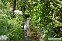 Beek bij Quadenoord (4)