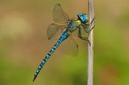 Libelle gayulo, pixabay