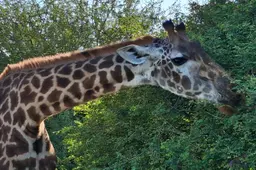 Giraffe