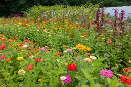 zomerbloemen - 1