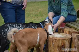 Geitjes Beekdal (2)