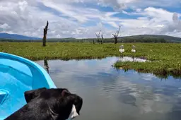 lake naivasha vol met waterhyacinth
