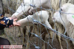 lammetjesdag rhedense schaapskudde 2019 191