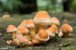 paddenstoelen1 ivn oost veluwezoom