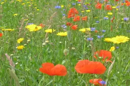 sify81q7imuvliekdz3yqno4z wildebloemen