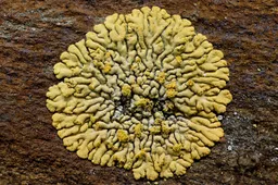 ivn wandeling mossen en korstmossen stoffige citroenkorst ivn oost veluwezoom