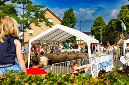 bonte schaap festival vincent riebroek