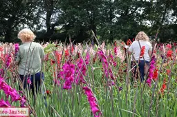 Gladiolenfestival in Laag-Soeren trekt weer veel bezoekers 2025 (7)
