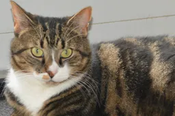 Kattenogen