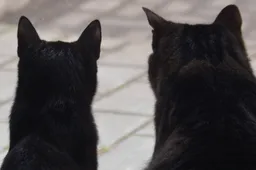 Vriendjes voor het leven - katten